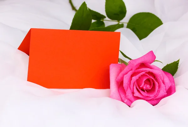 Beautiful rose on white cloth — Stock Photo, Image