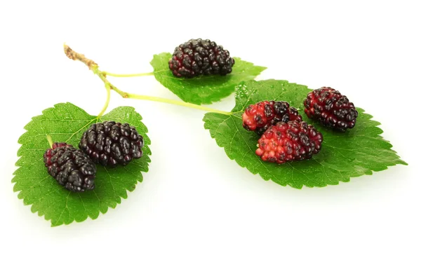 Mulberry bladeren en bessen geïsoleerd op witte achtergrond close-up — Stockfoto