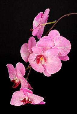 Beautiful blooming orchid isolated on black clipart