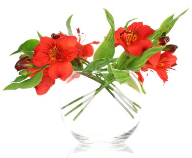 Alstroemeria in vase isolated on white clipart