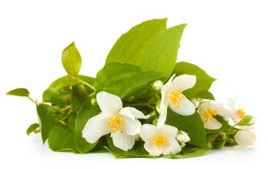 Beautiful jasmine flowers with leaves isolated on white clipart