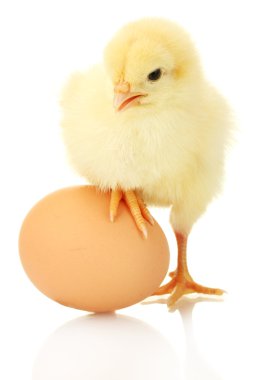 Beautiful little chicken and egg isolated on the white clipart