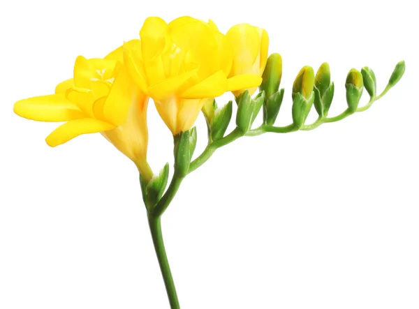 Beautiful yellow freesia isolated on white — Stock Photo, Image