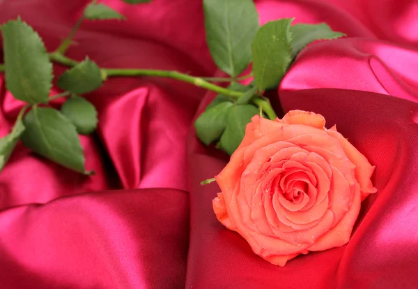Beautiful rose on red cloth — Stock Photo, Image