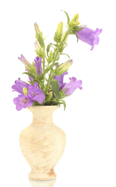 Flores de campana azul en jarrón aislado en blanco — Foto de Stock