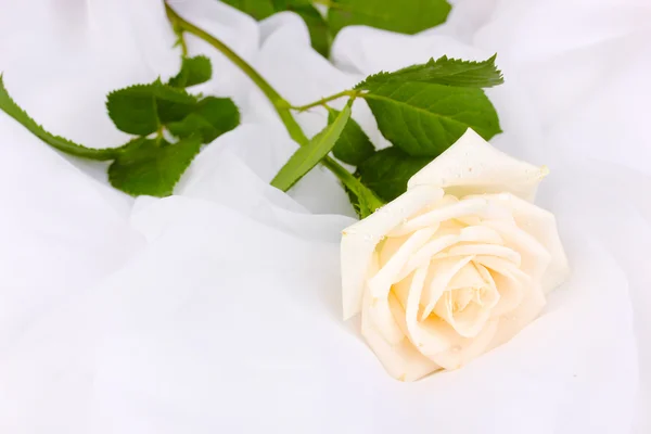 Hermosa rosa sobre tela blanca — Foto de Stock