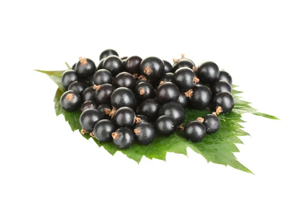 Färska svarta vinbär isolerad på vit — Stockfoto