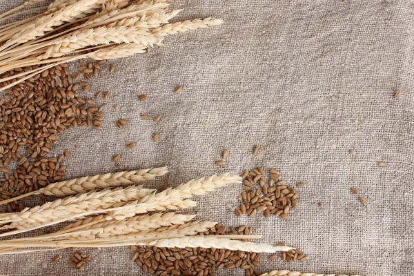 Trigo y espigas de trigo en primer plano arpillera —  Fotos de Stock