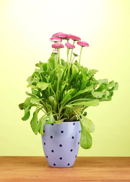 緑色の背景で木製のテーブル上の鍋でのデイジーの花 — ストック写真