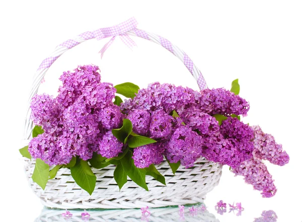 Bellissimi fiori lilla in cesto isolato su bianco — Foto Stock