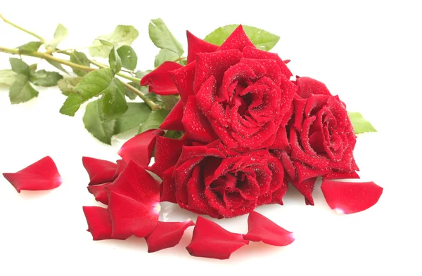 Três belas rosas vermelhas com gotas isoladas em branco — Fotografia de Stock