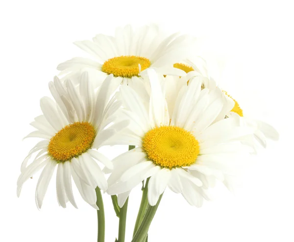 Güzel papatya çiçekleri beyaz izole — Stok fotoğraf