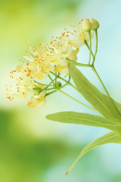 Branch of linden flowers in garden — Stock Photo, Image