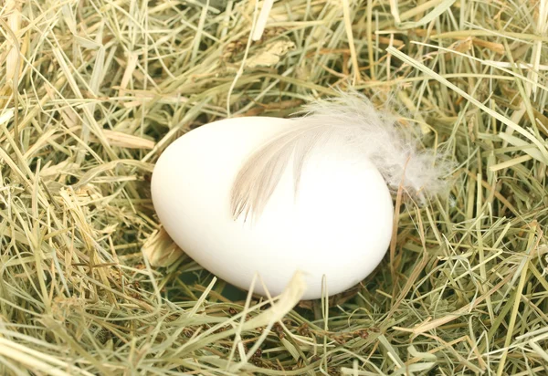 Oeuf blanc dans un nid de foin gros plan — Photo
