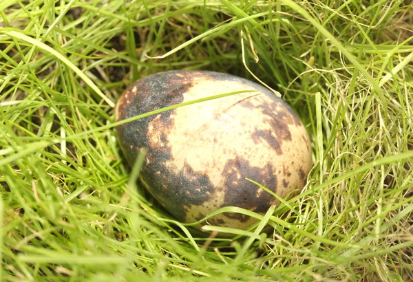 Ορτύκι αυγό σε κοντινό πλάνο χόρτο — Φωτογραφία Αρχείου