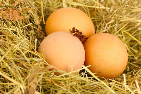 Huevos marrones en un nido de heno de cerca — Foto de Stock