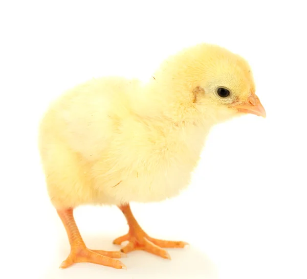 Όμορφη μικρή κοτόπουλο απομονωμένη στο λευκό — Φωτογραφία Αρχείου