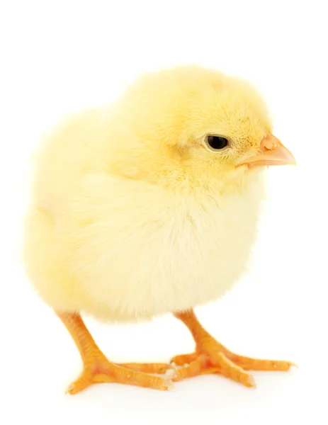 Piękne kurczak mało na białym tle — Zdjęcie stockowe