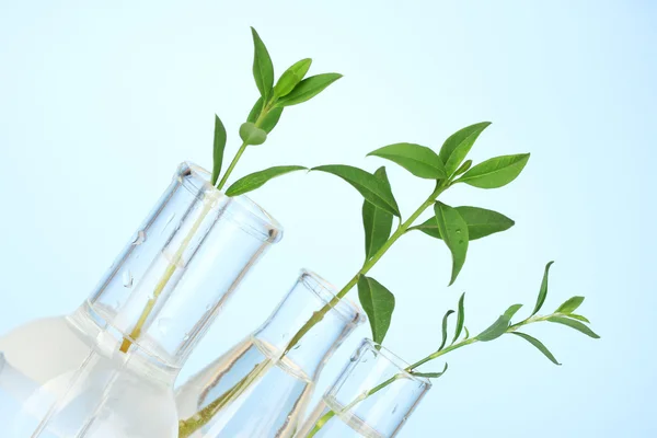 Zkumavky s transparentní řešení a rostlin na modrém pozadí detail — Stock fotografie