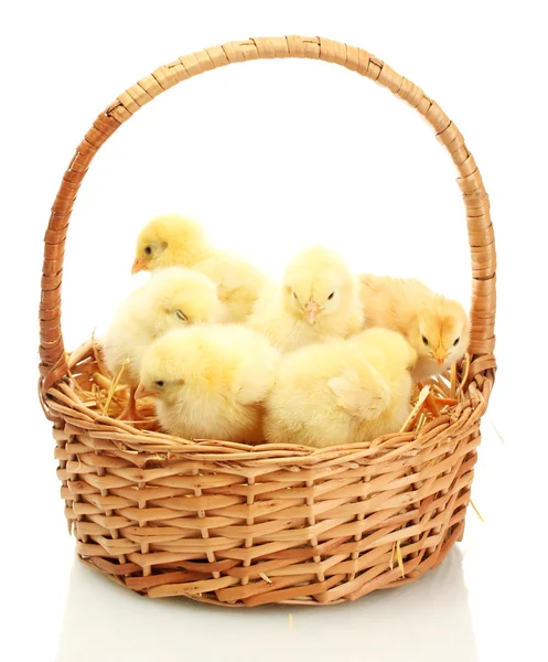 Beautiful little chickens in basket isolated on the white — Stock Photo, Image