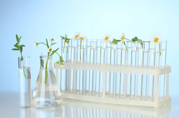 Reagenzgläser mit transparenter Lösung und die Pflanze auf blauem Hintergrund in Großaufnahme — Stockfoto