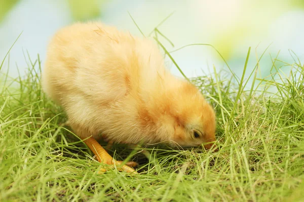 Mooie kleine kip op groen gras in de tuin — Stockfoto