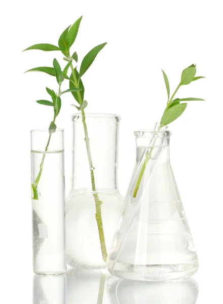 Zkumavky s transparentní řešení a rostlina izolovaných na bílém pozadí detail — Stock fotografie