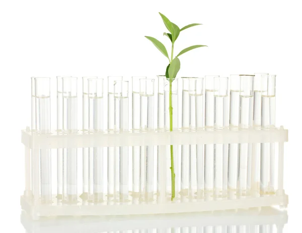 Tubos de ensayo con una solución transparente y la planta aislada sobre fondo blanco — Foto de Stock