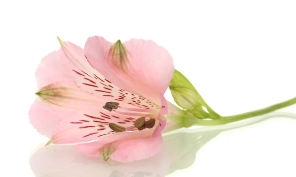 Alstroemeria roze bloem geïsoleerd op wit — Stockfoto