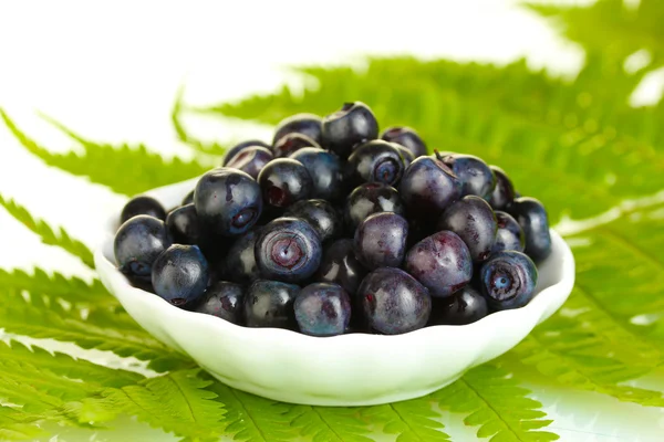 Ripe blueberries in white saucer on fern close-up — Stock Photo, Image