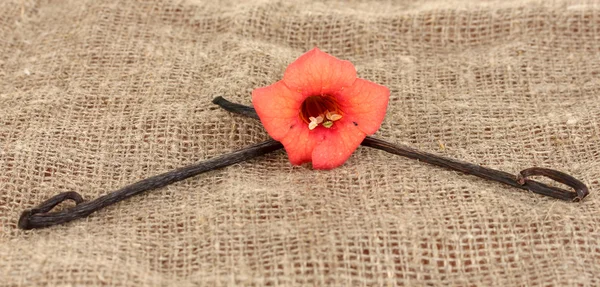 stock image Vanilla pods with flower on canvas background