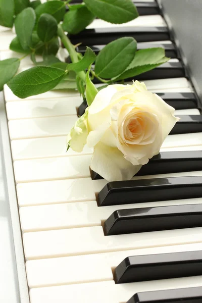 Fondo del teclado de piano con rosa —  Fotos de Stock