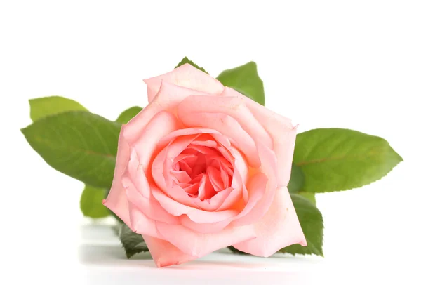 Rosa aislada sobre blanco —  Fotos de Stock