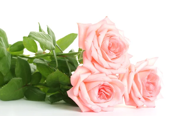 隔离白底粉红玫瑰 — 图库照片