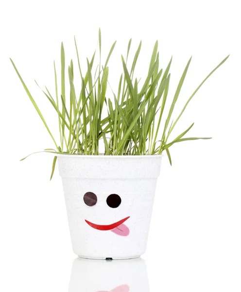 A pot of grass isolated on white — Stock Photo, Image