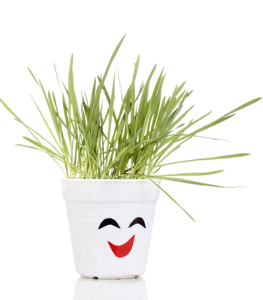 Een pot van gras geïsoleerd op wit — Stockfoto