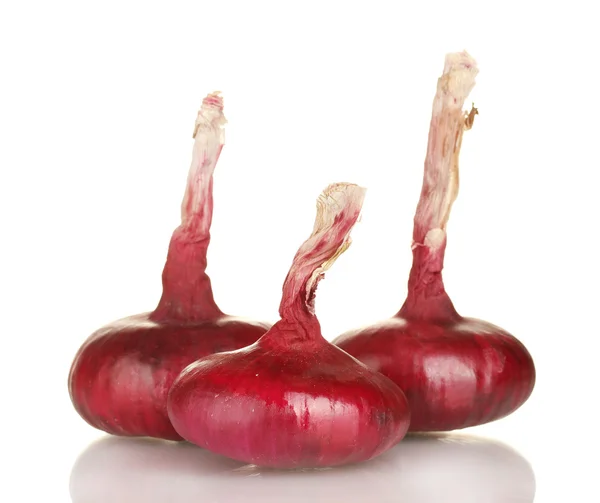 Red onion isolated on white background — Stock Photo, Image