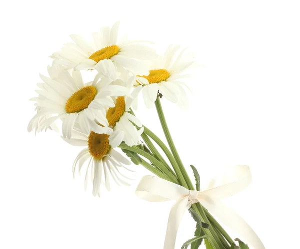 Beautiful daisies flowers isolated on white — Stock Photo, Image