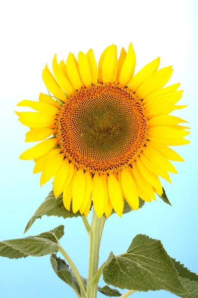 Sonnenblume auf blauem Hintergrund — Stockfoto