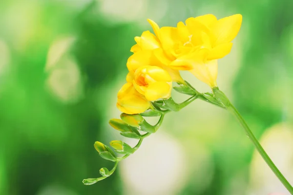 Hermosa freesia amarilla sobre fondo verde — Foto de Stock
