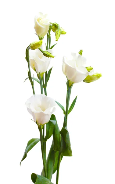 Hermosas flores de primavera aisladas en blanco —  Fotos de Stock