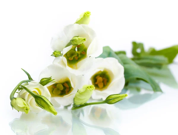 Beautiful spring flowers isolated on white — Stock Photo, Image