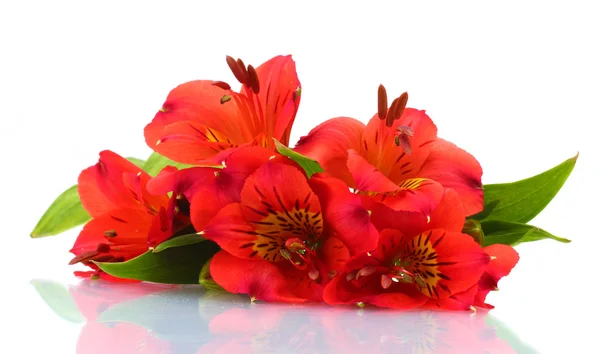 Alstroemeria flores rojas aisladas en blanco —  Fotos de Stock