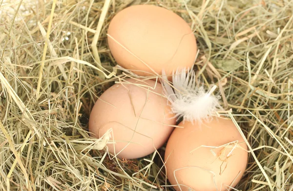 Huevos marrones en un nido de heno de cerca —  Fotos de Stock