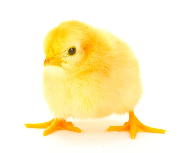 Schöne kleine Huhn isoliert auf dem weißen — Stockfoto