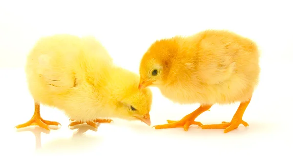 Zwei kleine gelbe Hühner isoliert auf dem weißen — Stockfoto
