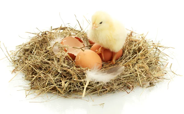 Szép kis csirke, tojás és tojáshéj fészekben, elszigetelt, fehér — Stock Fotó