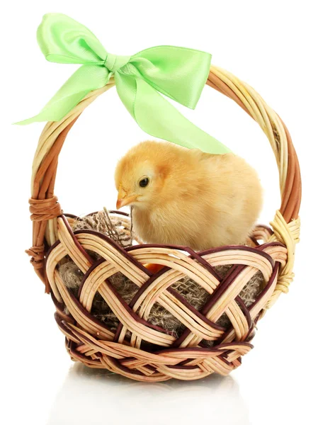 Mooie kleine kip in mand geïsoleerd op de witte — Stockfoto