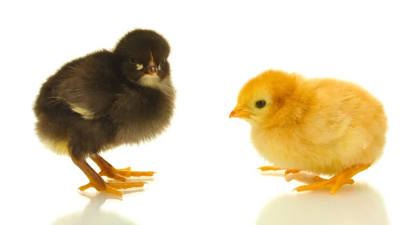 黒と黄色の小さな鶏、白で隔離されます。 — ストック写真