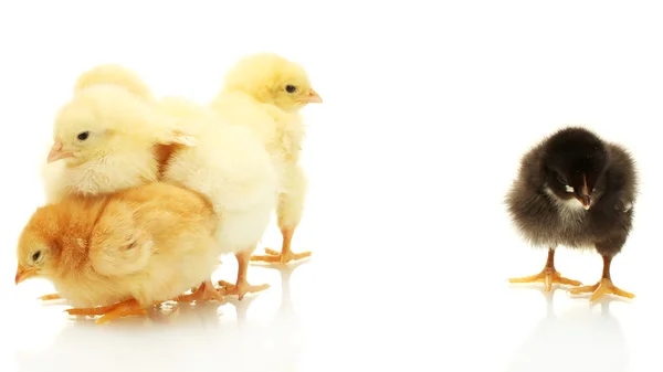Gule og sorte små kyllinger isoleret på den hvide - Stock-foto